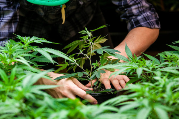 Man commercially cultivating marijuana legally in the state of california