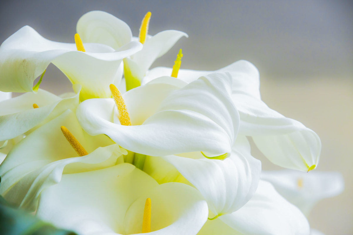 calla lilies presented at a funeral to say goodbye to the deceased